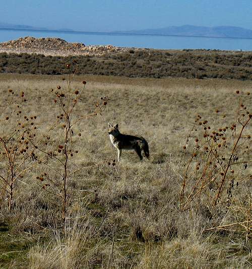 Antelope Island Coyote
