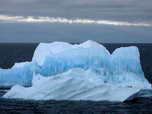 Adelies iceberg surfing, Antarctica