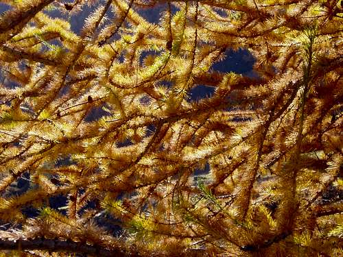 Flaming Larch
