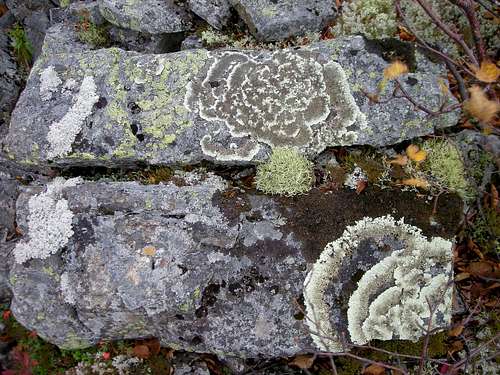 cool lichen