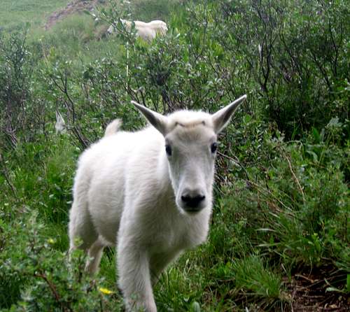 Baby goat in Chicago basin