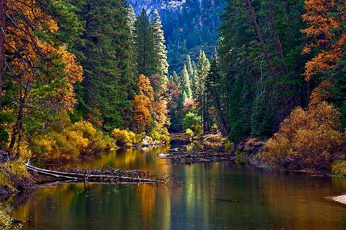 Yosemite - Merced  River in Fall Color