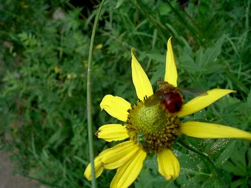 Red Bee, Yellow Flower