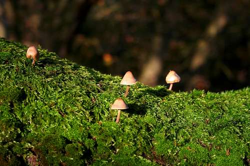 Moss and Mushroom