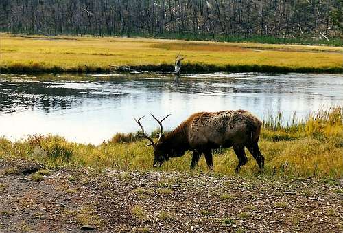 Elk of Wyoming
