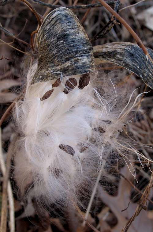 Milkweed or a Gnome?