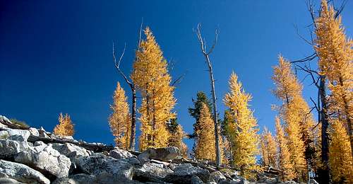 Larch in Color