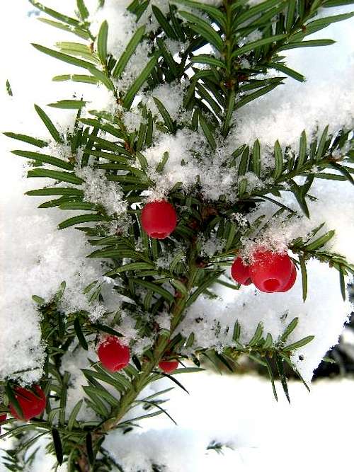 First snow on a Yew-Tree