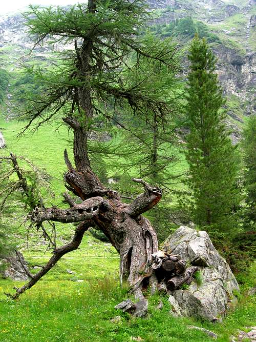Old tree in Tauern valley