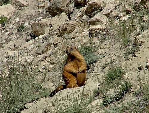 Marmot in Mountains of Northern Areas of Pakistan