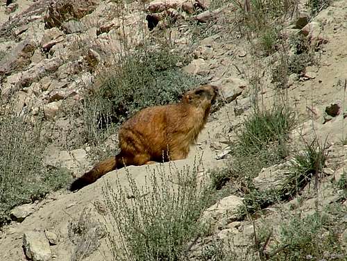 Marmot in Mountains of Northern Areas of Pakistan