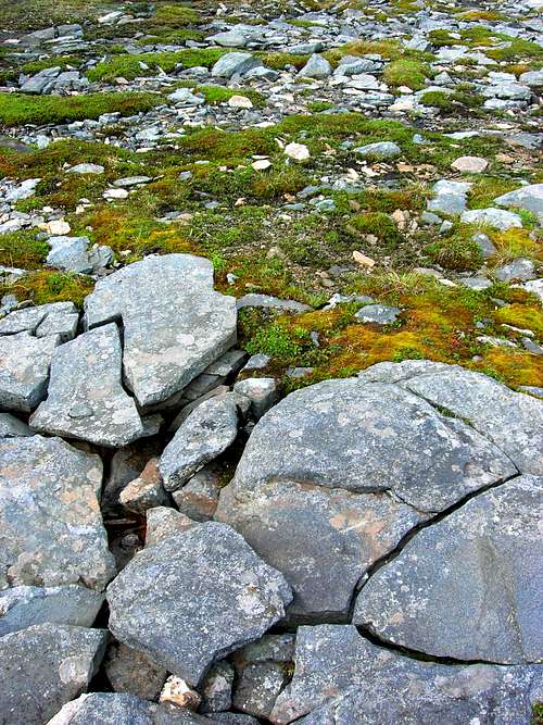 Cracked stones and mosses