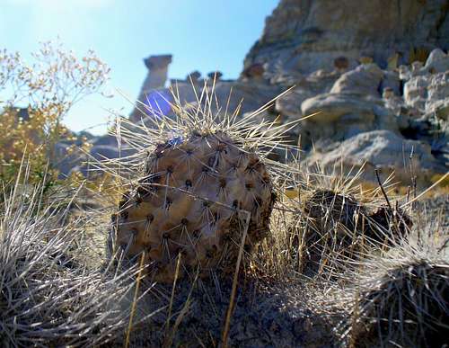 Prickly pear with hoodoo backdrop
