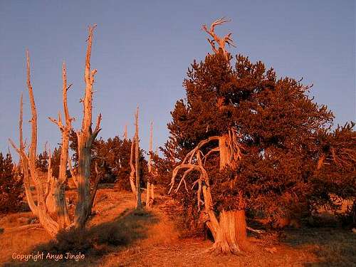 Bristlecone Pines at sunset