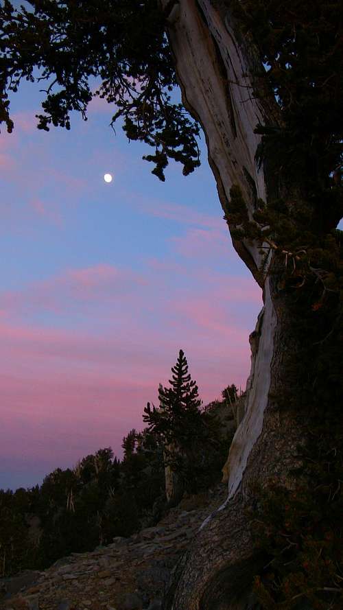 Moonlight Bristlecone