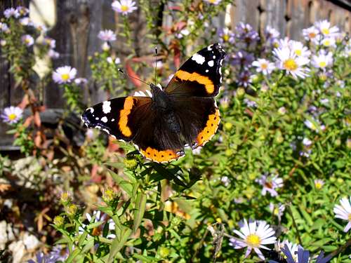 Late autumn butterfly