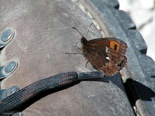 Hungry butterfly