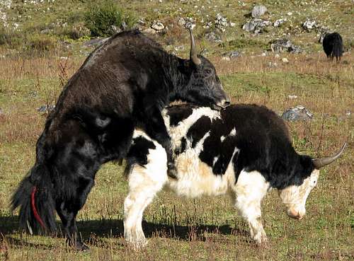 Frisky yaks