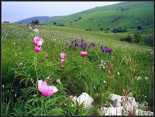 Zalipnik meadows in May