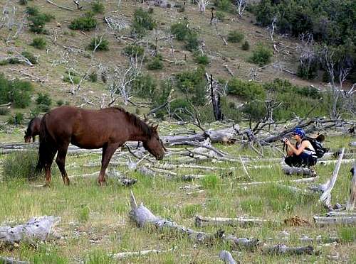 With Wild Horses near North Canyon