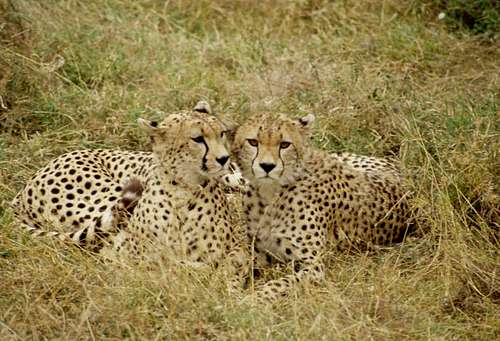 Cheetah's resting in the Serengeti