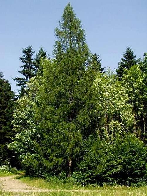 European Larch Tree