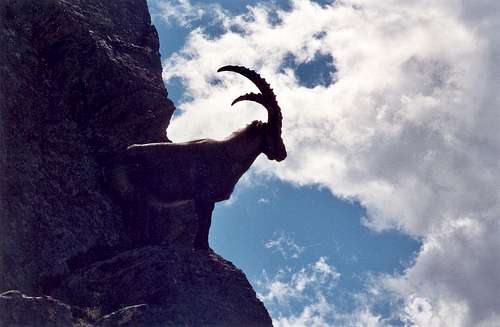 Ibex on the North ridge of Tagliaferro.