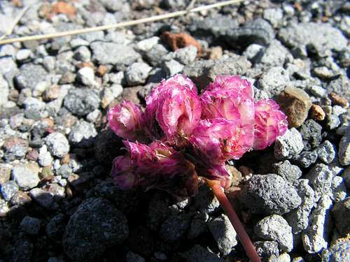 Flowers in the Pumice