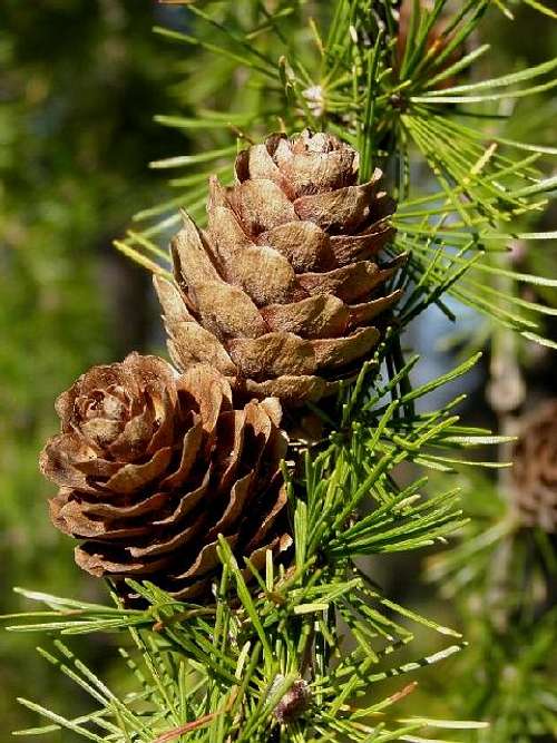 Ripe Pine Cones of European Larch Tree