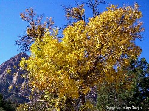 Autumn colors in Pine Creek