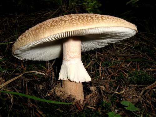 Mushrooms of the Carpathian Mountains