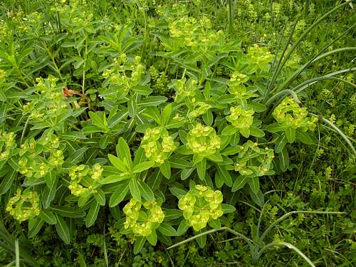 Euphorbia - Spurge in the Pyrenees
