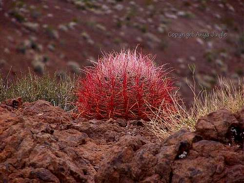 Red Barrel Cactus