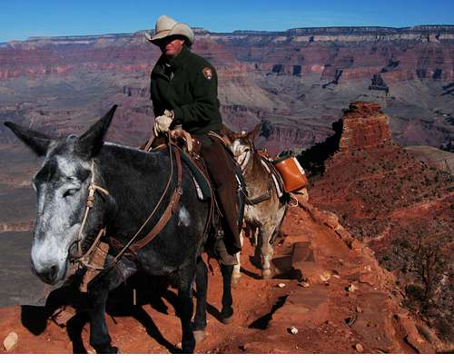 Grand Canyon Cowboy