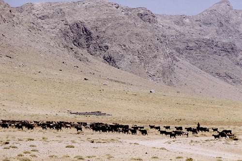 Goat Herders in the Zagros Mountains