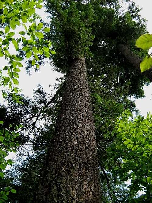 Bark of Douglas-fir