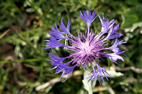 Mountain Cornflower (Centaurea Montana)