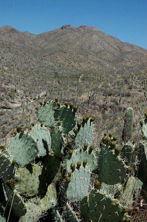 Wasson and Prickly Pear