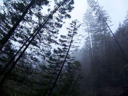 forest near occidental, ca