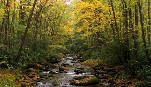 Fall colors along Straight Fork Creek