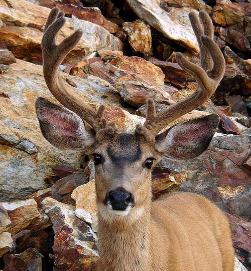 Valhalla Mule Deer