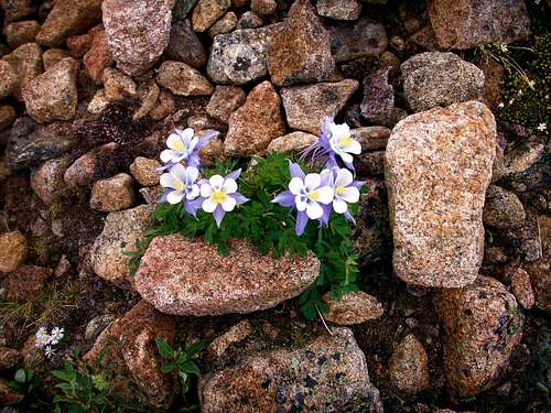 Columbine