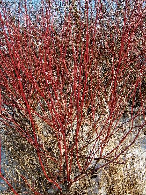 Branches of Bloodtwig Dogwood in winter.