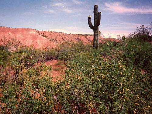Lonesome cactus