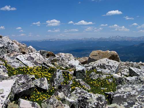 Wildflowers on Quandary Peak