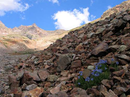 Patch of color in Montezuma Basin