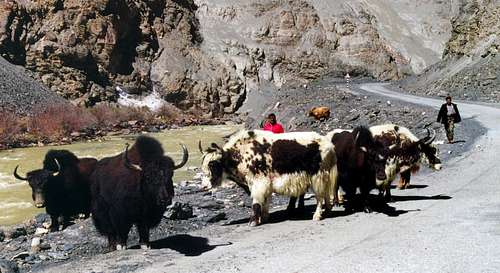 A group of yaks on Khunjrab Road.