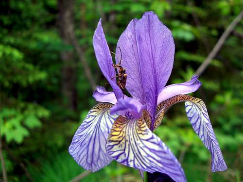 Iris sp.