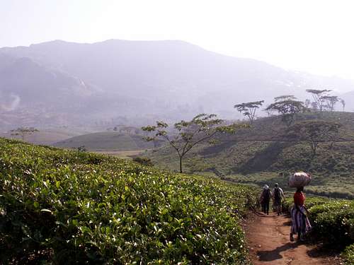 Tea Plantation Just Outside Gurue