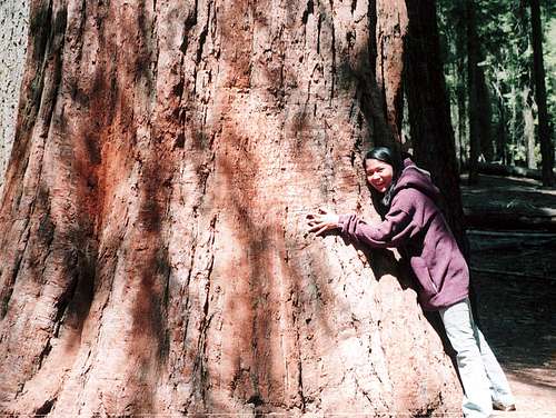 Big Tree in Yosemite